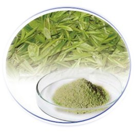 Green Tea Extract