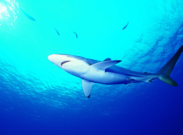Chondroitin Shark
