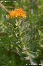 Rhodiola Rosea